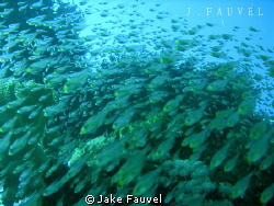 Huge school of fish passing by, was right in the middle o... by Jake Fauvel 